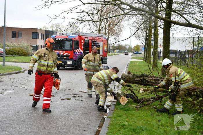 Grote boom omgewaaid op rijbaan