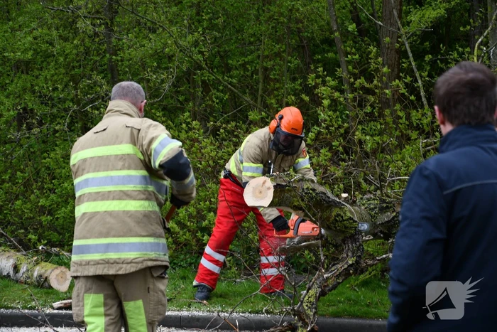 Grote boom omgewaaid op rijbaan