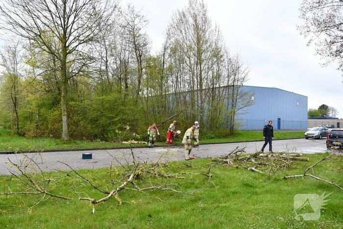 Grote boom omgewaaid op rijbaan