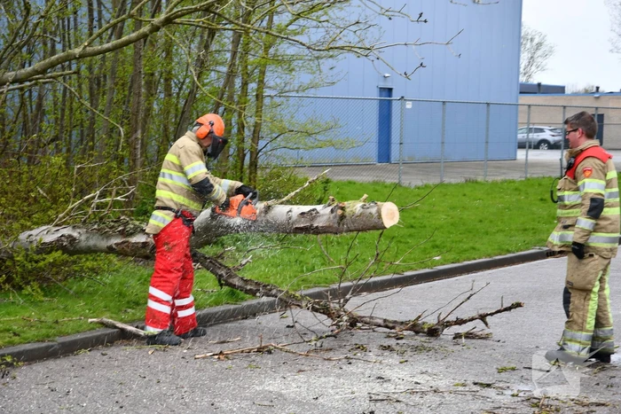 Grote boom omgewaaid op rijbaan
