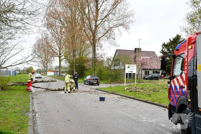 Grote boom omgewaaid op rijbaan