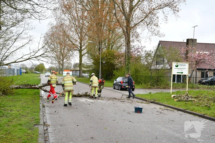 Grote boom omgewaaid op rijbaan