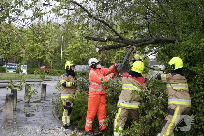 Omgewaaide boom in kleine stukken gezaagd