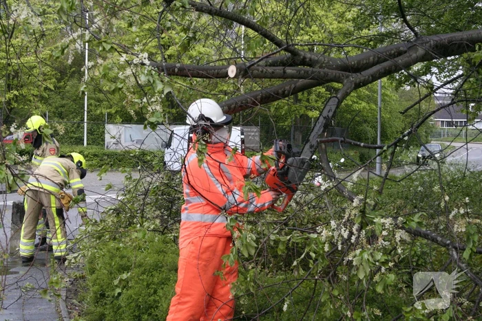Omgewaaide boom in kleine stukken gezaagd