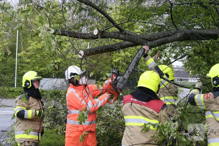 Omgewaaide boom in kleine stukken gezaagd