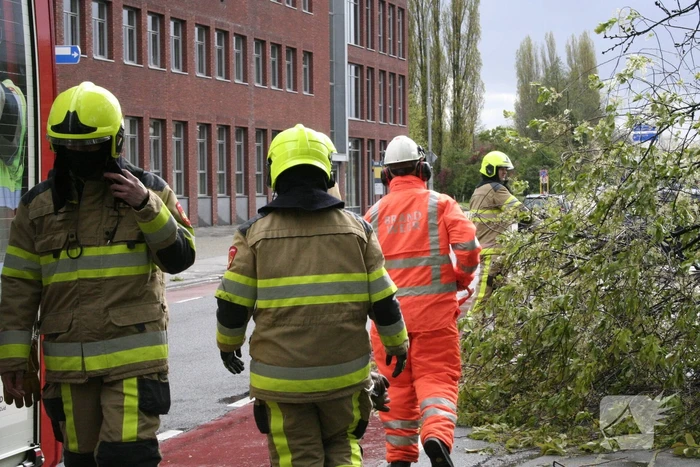 Omgewaaide boom in kleine stukken gezaagd