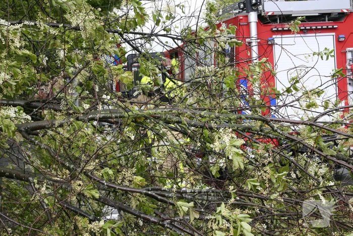 Omgewaaide boom in kleine stukken gezaagd