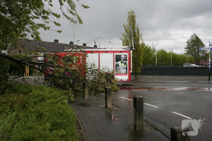 Omgewaaide boom in kleine stukken gezaagd