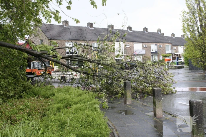 Omgewaaide boom in kleine stukken gezaagd