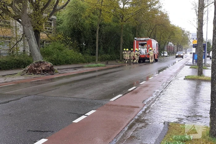 Omgeving afgezet voor gevaarlijk hangende boom