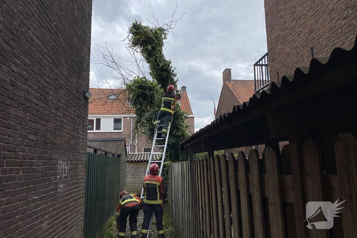 Boom omgewaaid in tuin