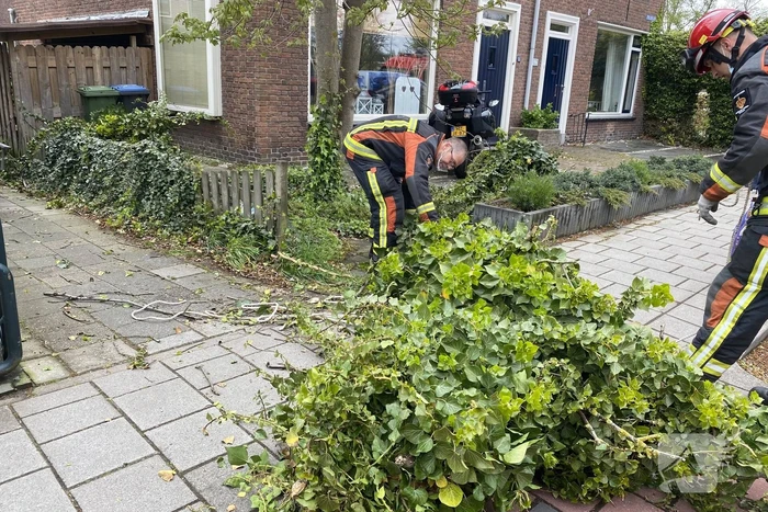 Boom omgewaaid in tuin