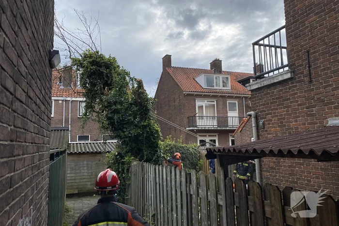 Boom omgewaaid in tuin