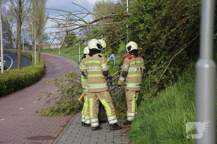 Boom vanuit berm op voet en fietspad
