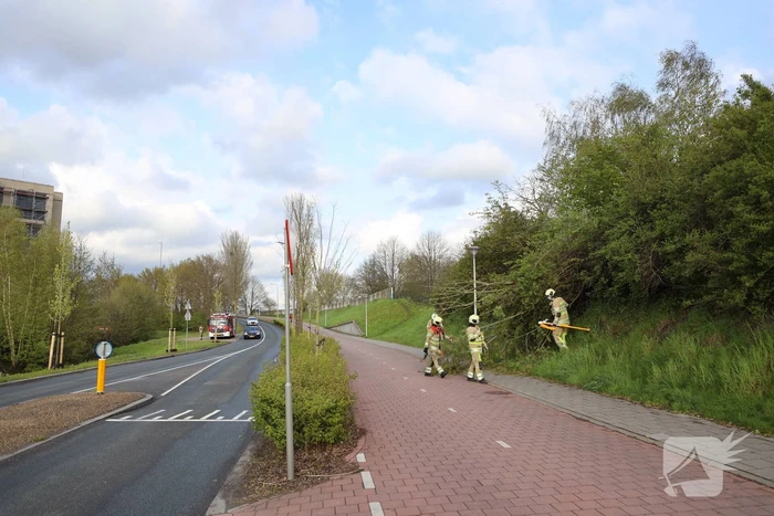 Boom vanuit berm op voet en fietspad