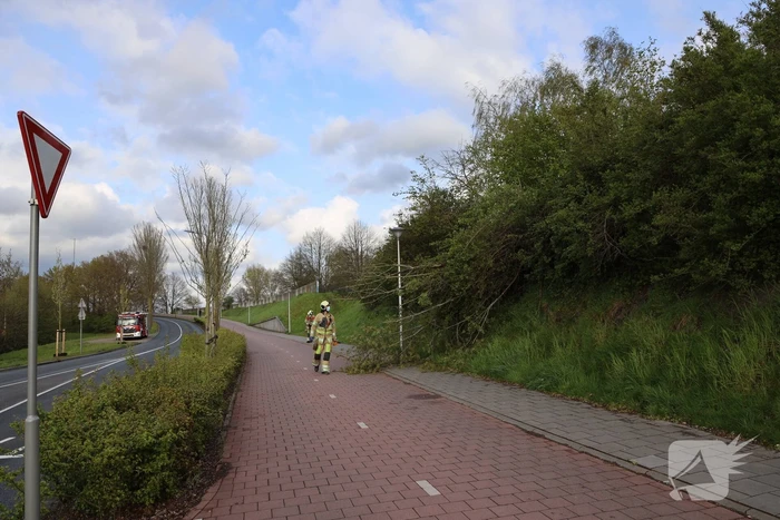 Boom vanuit berm op voet en fietspad