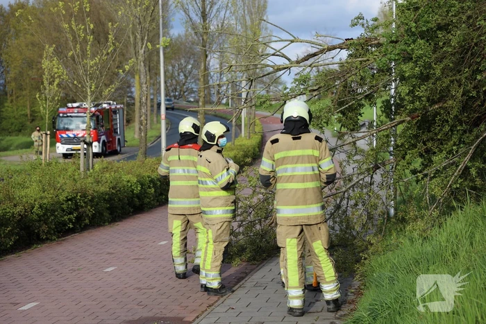 Boom vanuit berm op voet en fietspad