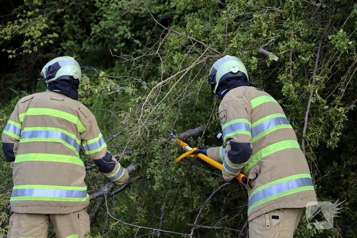 Boom vanuit berm op voet en fietspad