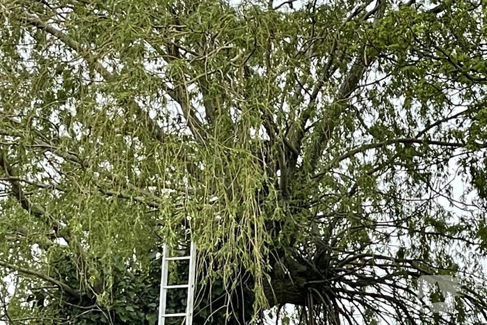 Hond vast boven in boom