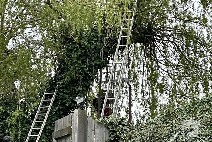 Hond vast boven in boom