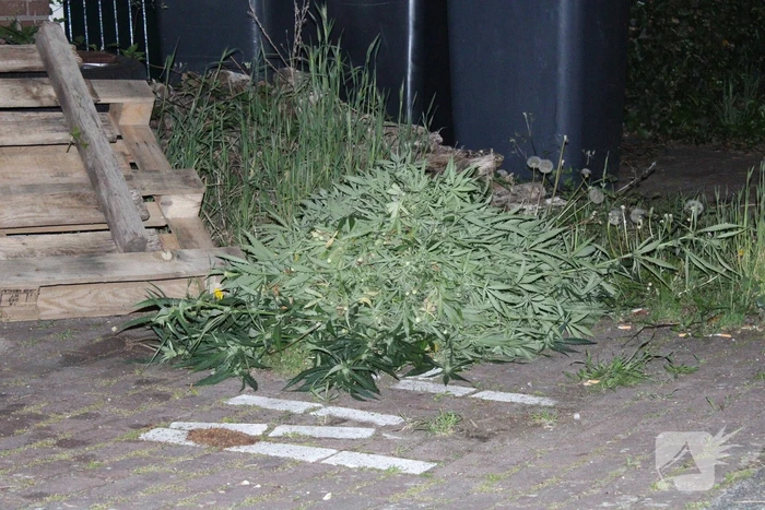 Wietkwekerij aangetroffen na wateroverlast in woning