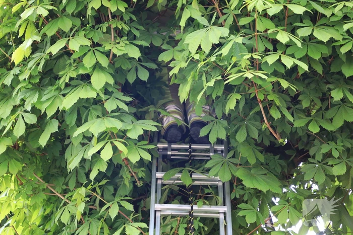 Brandweer ingezet voor kat in de boom
