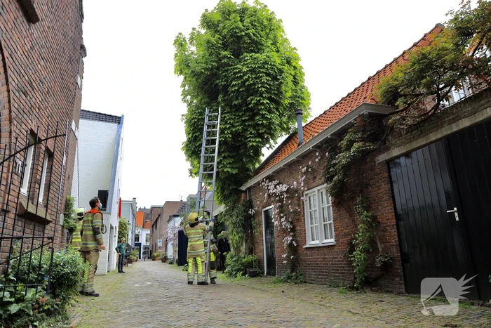 Brandweer ingezet voor kat in de boom