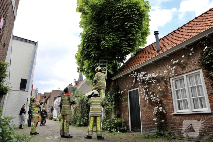 Brandweer ingezet voor kat in de boom