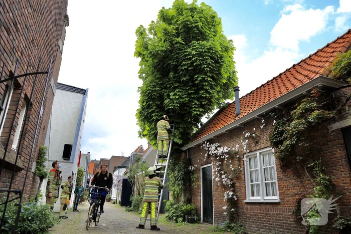Brandweer ingezet voor kat in de boom