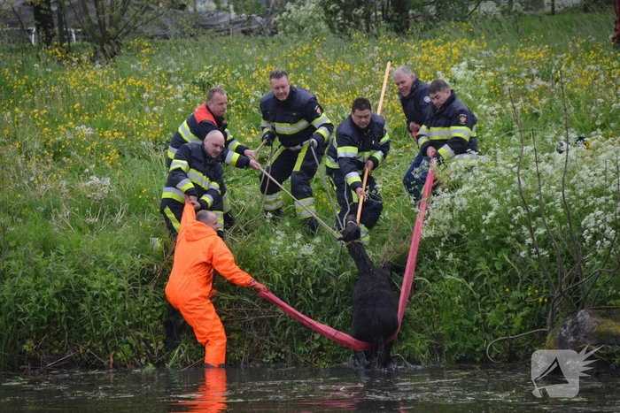 Veulen uit water gered