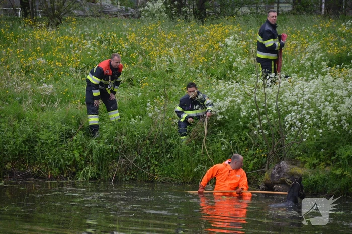 Veulen uit water gered