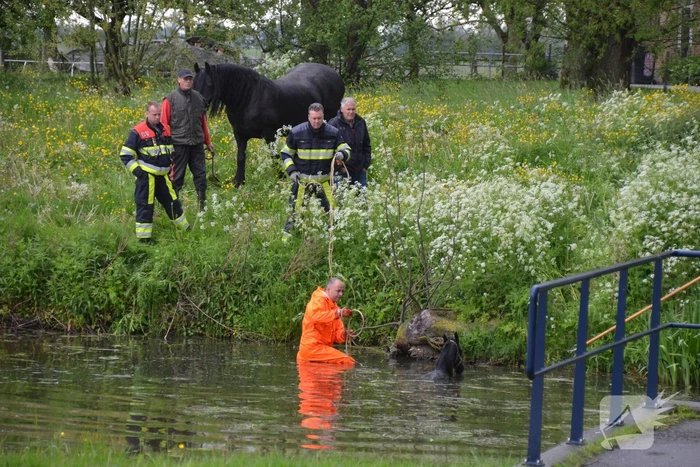 Veulen uit water gered