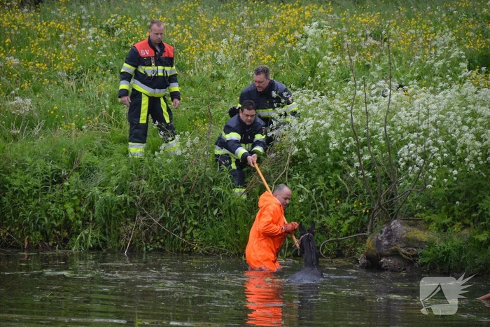 Veulen uit water gered