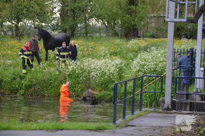 Veulen uit water gered