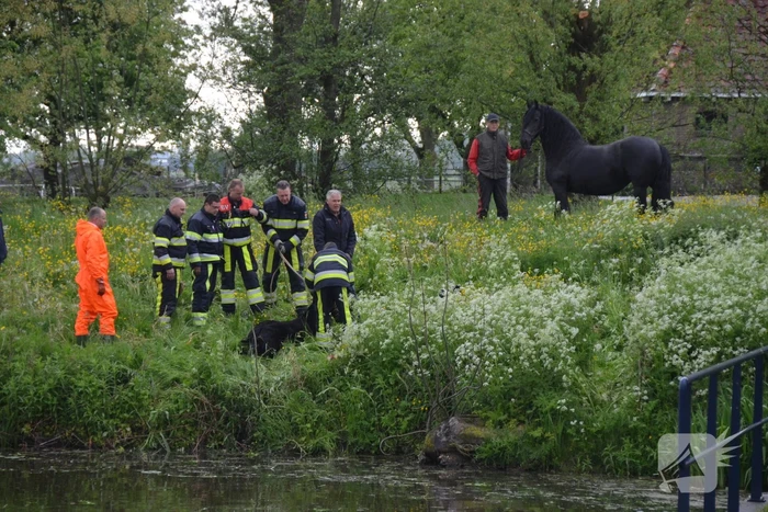 Veulen uit water gered