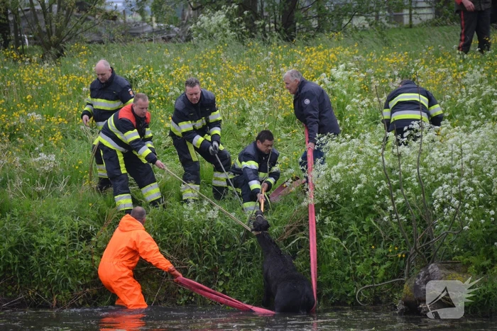 Veulen uit water gered