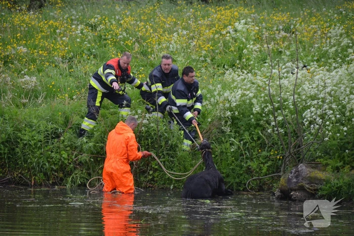 Veulen uit water gered