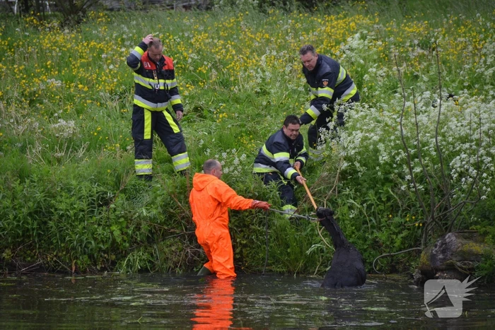 Veulen uit water gered