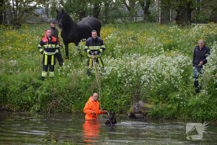Veulen uit water gered