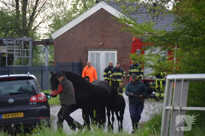 Veulen uit water gered