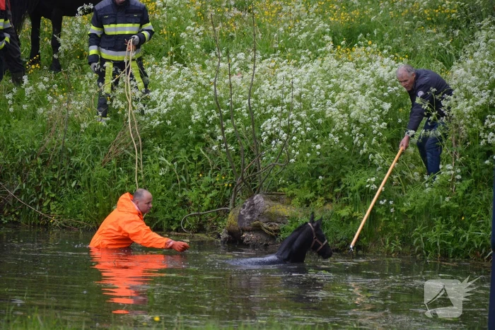 Veulen uit water gered