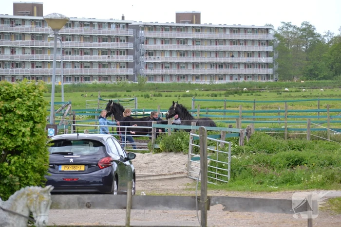 Brandweer bevrijdt paard Zorgmanege Grenzeloos