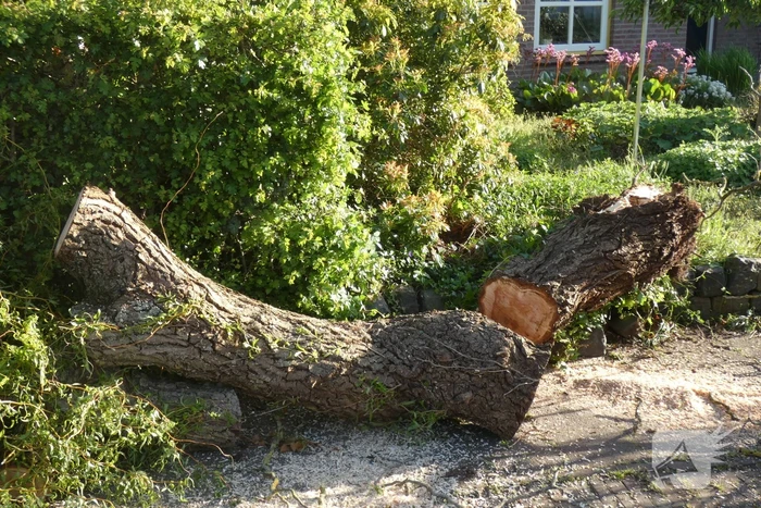 Boom waait om op de weg