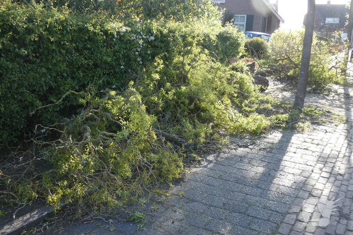 Boom waait om op de weg