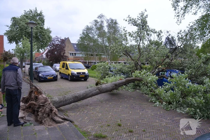 Boom waait om en valt op een auto
