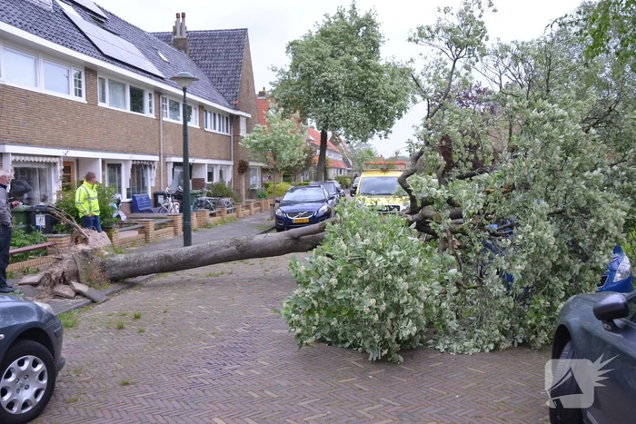 Boom waait om en valt op een auto