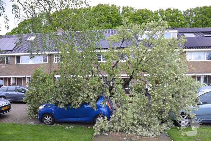 Boom waait om en valt op een auto