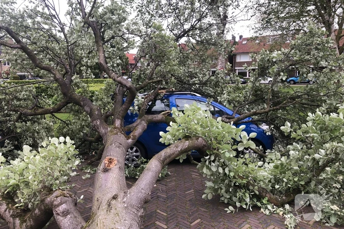 Boom waait om en valt op een auto
