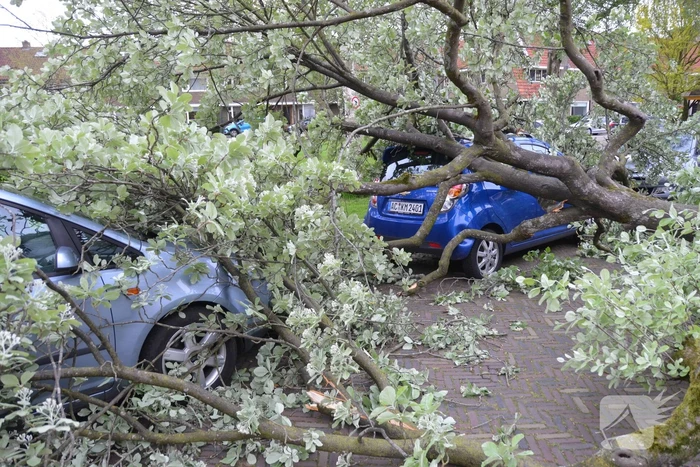 Boom waait om en valt op een auto