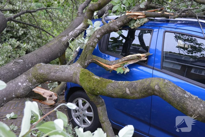 Boom waait om en valt op een auto